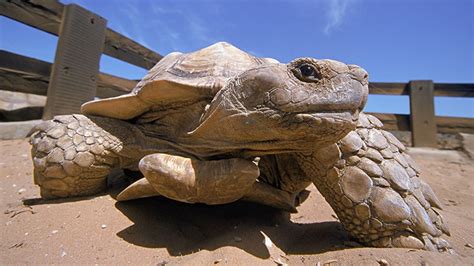 rolex schildkröte|Der Schildkröten­retter Afrikas – Rolex Preise.